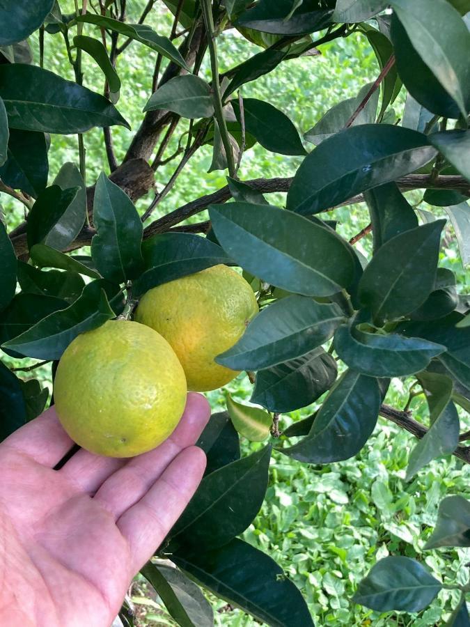 בודווה Guest House Garden מראה חיצוני תמונה